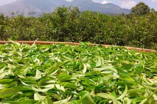 鸭屎香茶适合什么季节喝_单丛茶鸭屎香哪个季节喝最好？