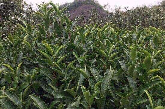 马头岩肉桂是大红袍吗_大红袍肉桂属于什么茶？