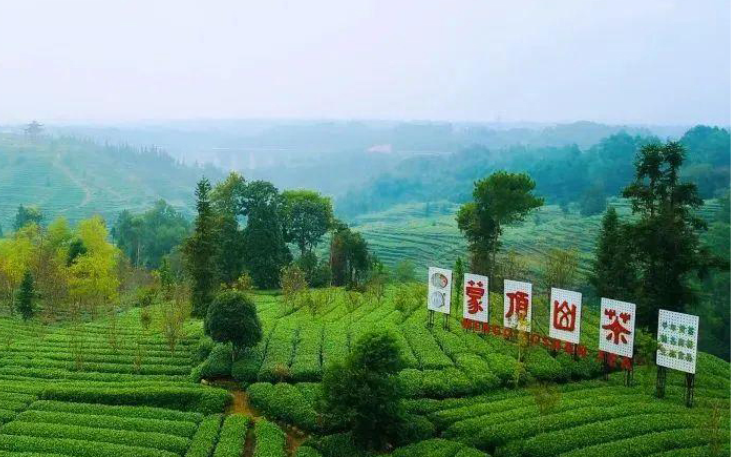 雅安黄茶简介_雅安黄茶哪里有买