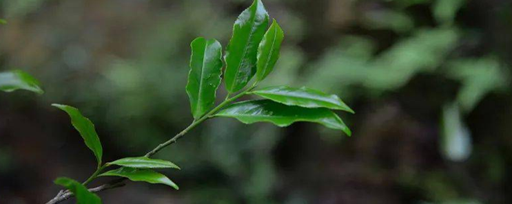 凤凰单丛茶：茉莉香单丛茶,你见过吗？