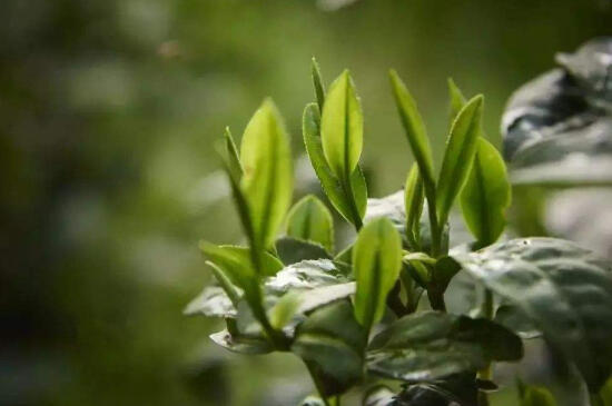 碧螺春茶树怎么种植_自己种碧螺春茶树的种植方法