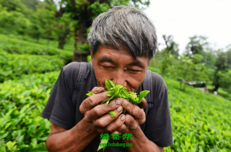 【茶功效】羽绒茶是什么茶 羽绒茶的功效与作用