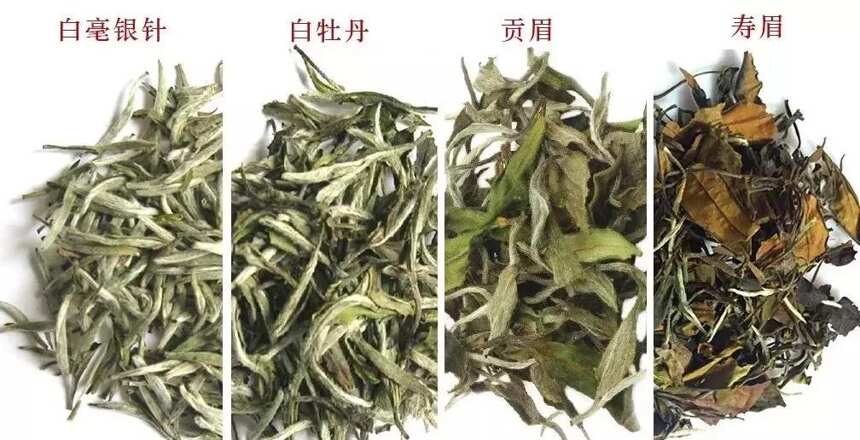 白茶抗菌消炎效果最为显著