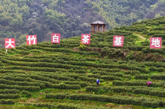 四川白茶产地在哪儿_四川哪里产白茶？