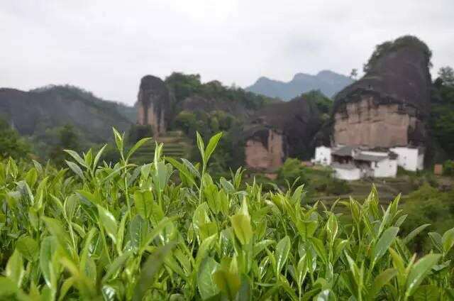 武夷山为什么盛产武夷山茶为什么好喝？