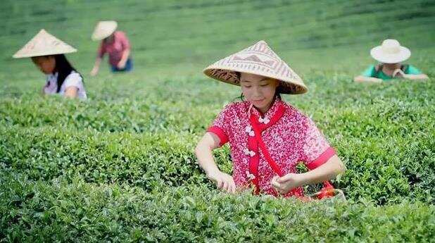 怎么鉴别湄潭翠芽？鉴别上品湄潭翠芽的方法