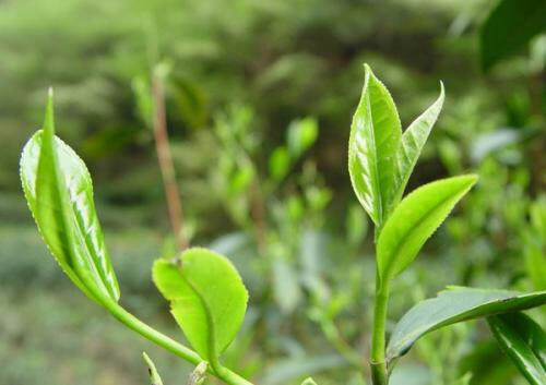 茶叶抗癌第一名是什么茶？能抗癌的茶叶有哪些