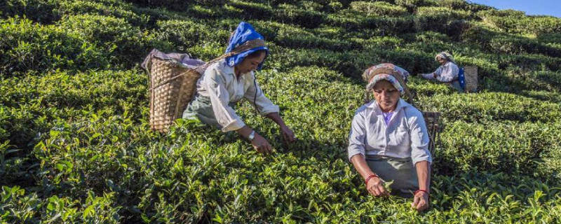 三大高香红茶是哪三种