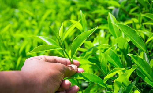 【茶功效】女人每天喝绿茶好吗 女生喝绿茶的副作用有哪些