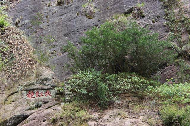 中国十大最贵的茶叶排行榜:武夷山大红袍必须上榜