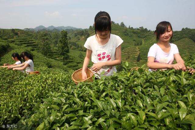 祁门红茶的特点与祁门红茶的发展史