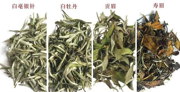 白茶的品种香（白茶中的花香种类是极多元的）