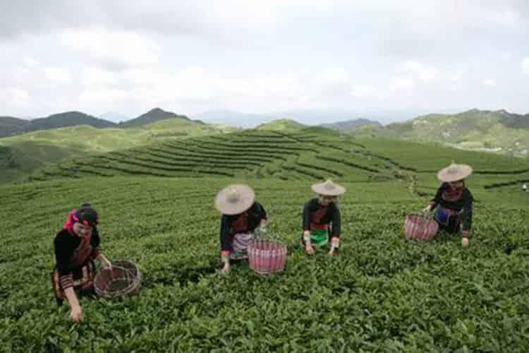 茶王赞福鼎白茶解析白茶对女性的好处