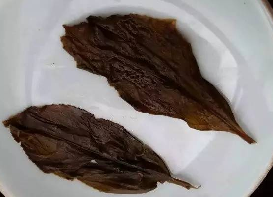 详细图文解说鸭屎香凤凰单丛茶