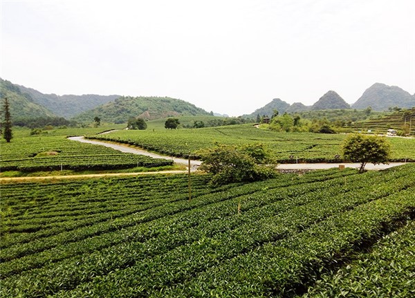 英德市积庆里红茶谷红茶茶园