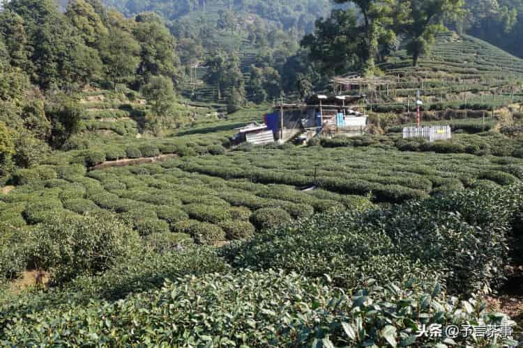 西湖龙井茶贵不贵？