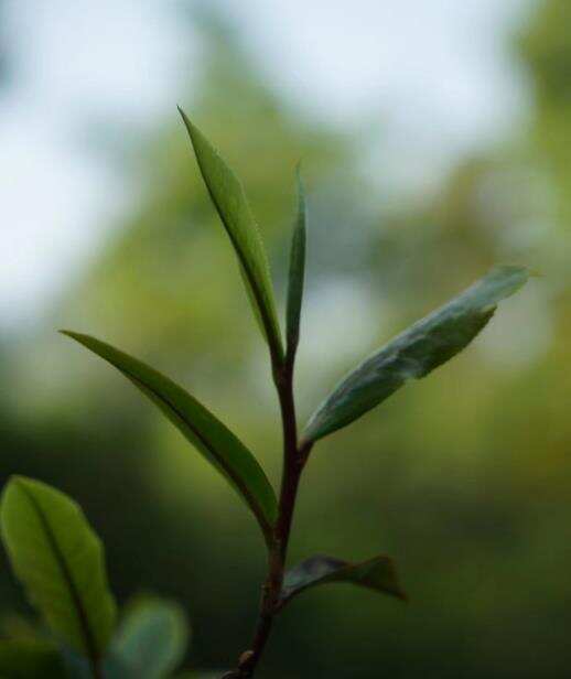 景迈古树茶的特点_景迈山古树普洱茶的口感特点