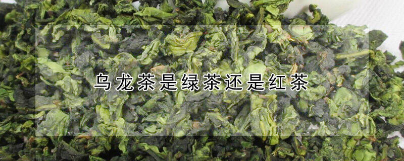 乌龙茶是绿茶还是红茶