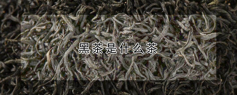 黑茶是什么茶？