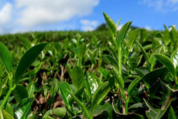 铁观音属于红茶吗？