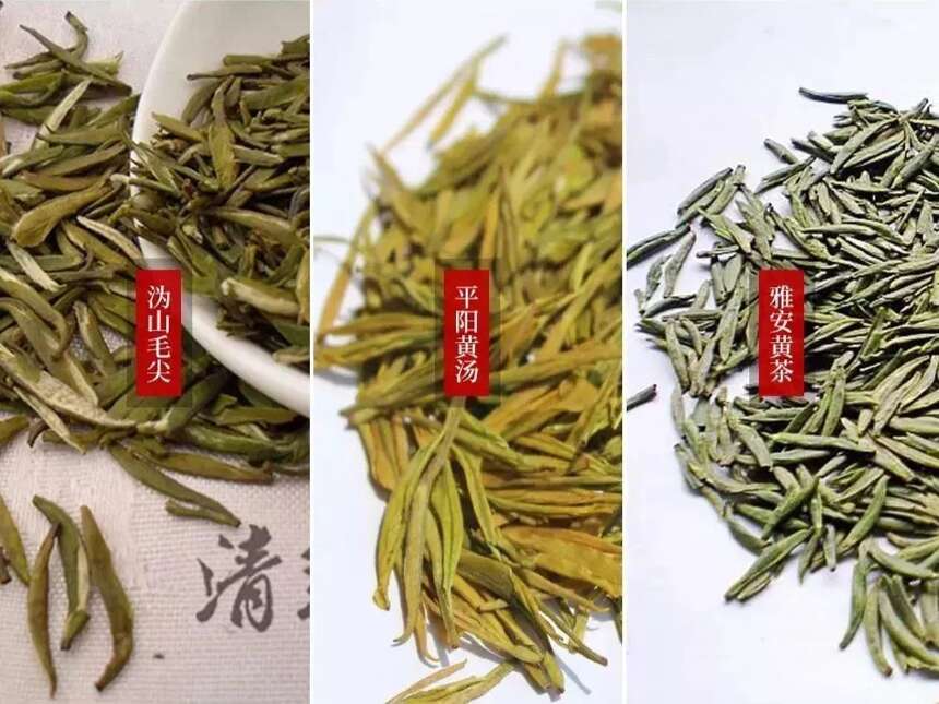 黄茶有哪些品种？这些黄茶品种你都喝过吗？