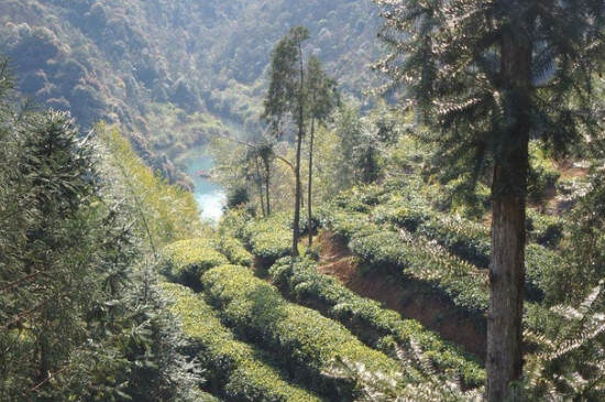 武夷山野茶的特点_荒野红茶是什么味道？