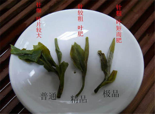 茶人眼中的白茶白牡丹是怎样的?