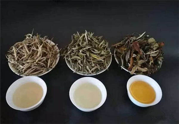 白茶是什么茶,你真的了解吗?