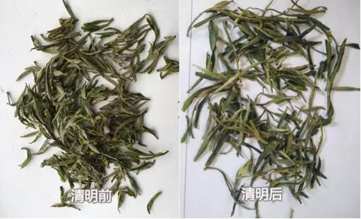 黄山毛峰明前茶和明后茶有什么区别？