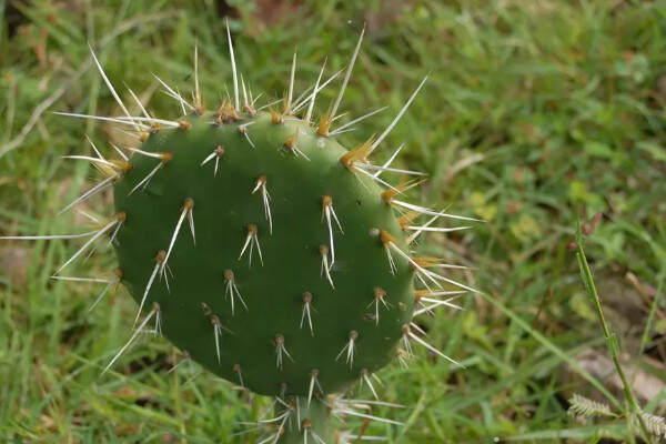 10种代表冬天的植物_冬天有哪些代表性植物