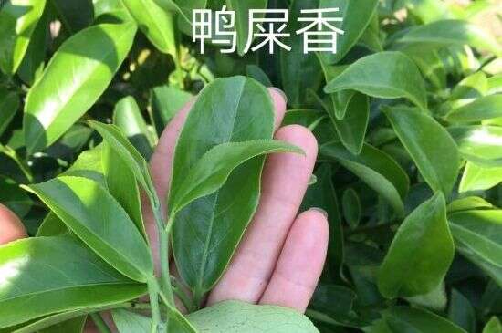 鸭屎香和大乌叶是同一种茶叶吗，单丛大乌叶和鸭屎香有什么区