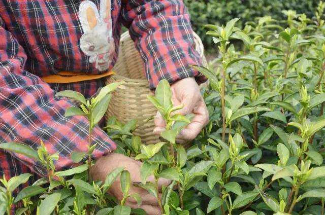 安吉白茶哪个厂家好喝？安吉白茶的品牌