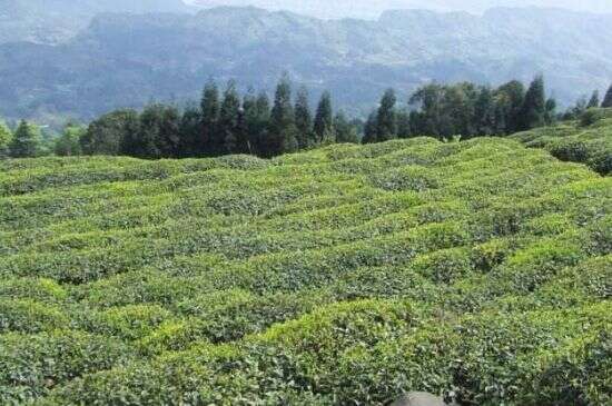 蒙顶山茶种类_蒙顶山哪种茶好？