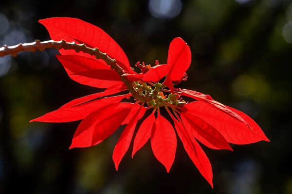 10种代表冬天的植物_冬天有哪些代表性植物