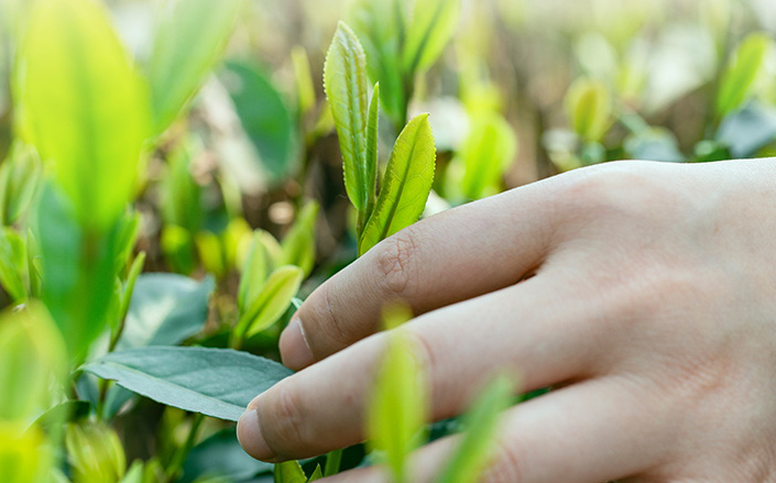 龙井茶绿茶的采摘时间是何时？