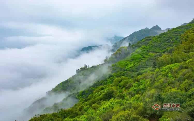 凤凰单枞属于什么茶？一文了解凤凰单丛