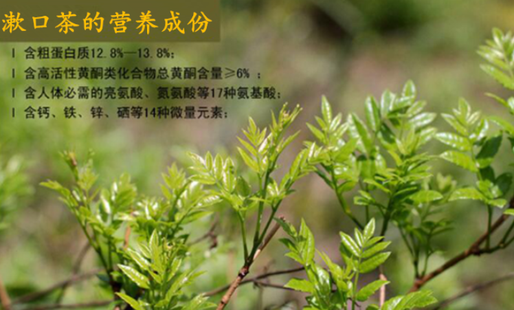 牛山黄茶如何用_牛山黄茶使用方法