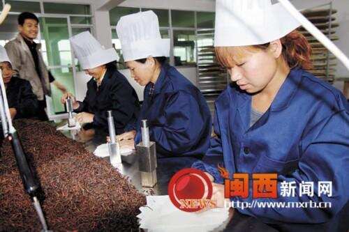 漳平水仙茶生产