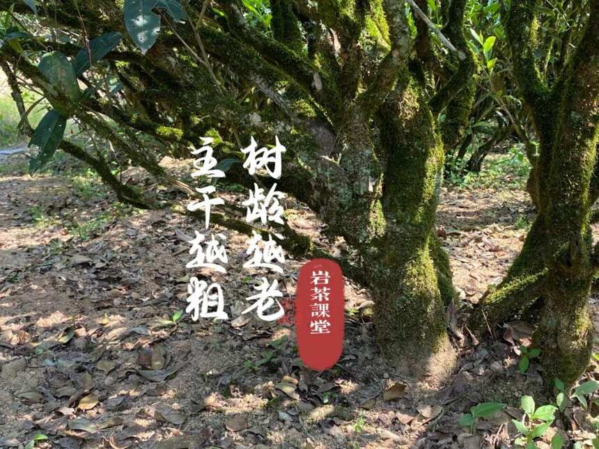 白茶、红茶都是当年香、隔年醇，那岩茶呢？放一放会不会更好喝？