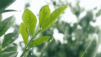 普洱茶,好茶源于好工艺,制茶过程有哪些？