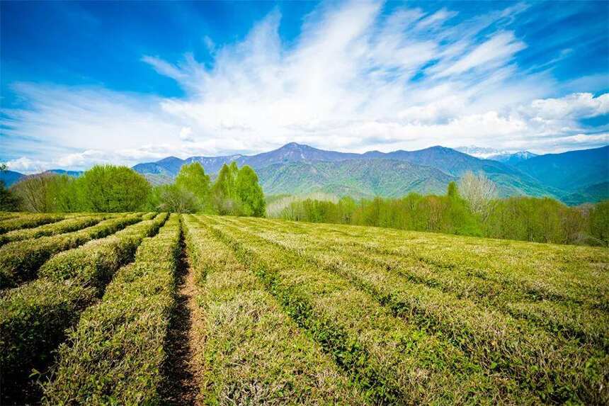 南茶北引，一棵茶树的北方迁移史