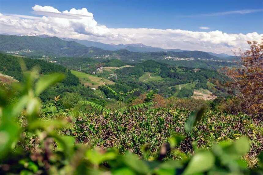 南茶北引，一棵茶树的北方迁移史