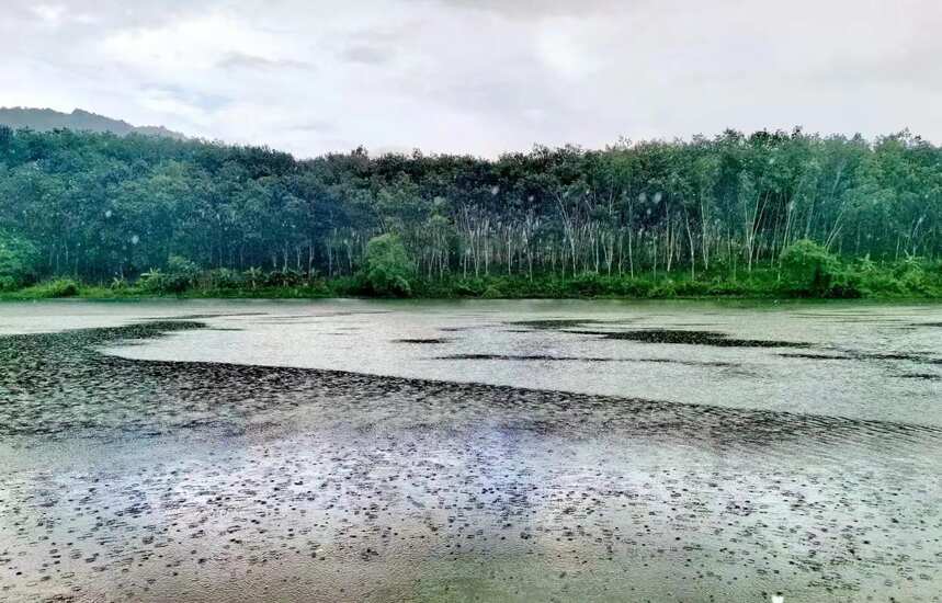 普洱茶那独特的喉韵 不争不抢 温暖纯良