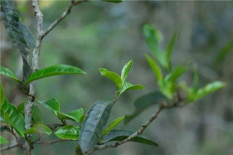 余秋雨：普洱茶吸引人的核心机密