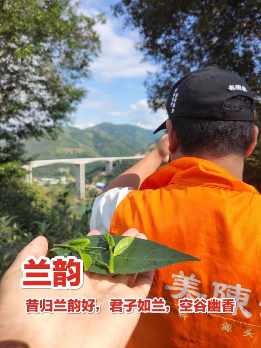 昔归古树白茶｜还原大自然赋予茶最真实的本味