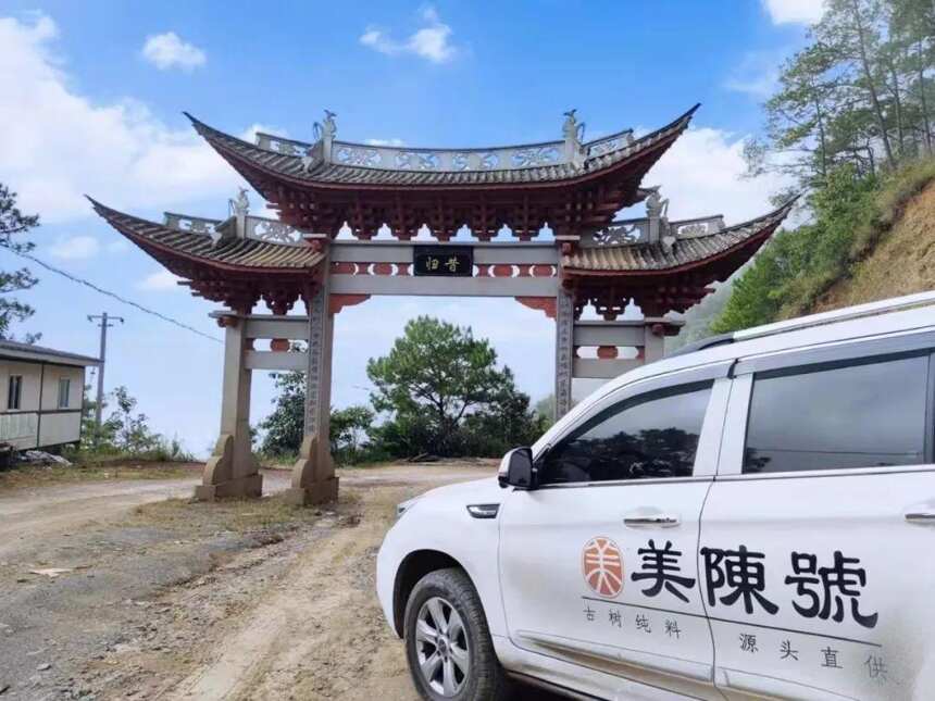 昔归古树白茶｜还原大自然赋予茶最真实的本味