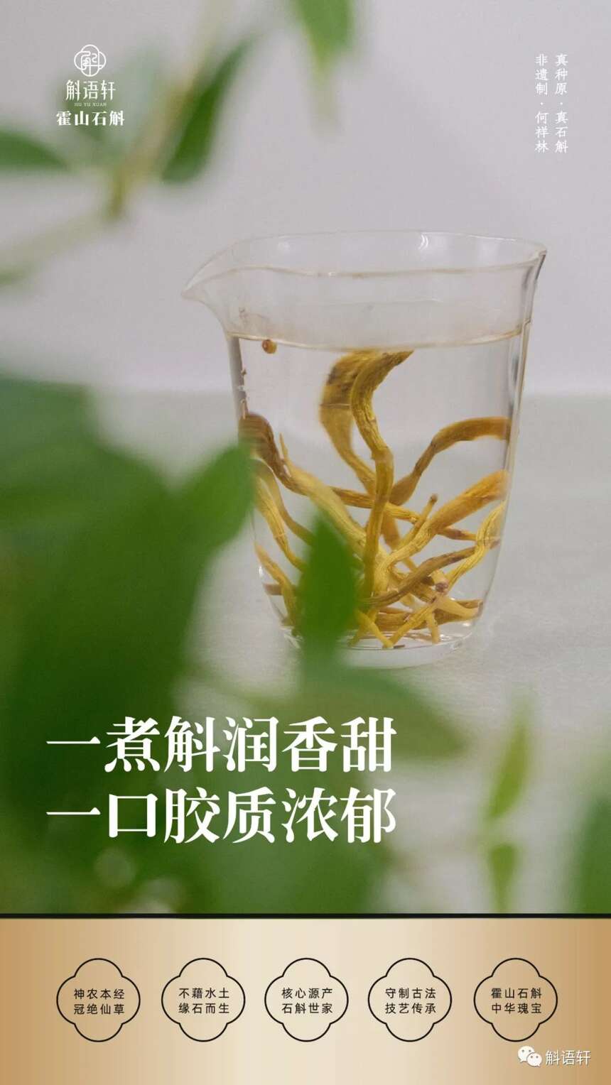 什么才是真正的好石斛？