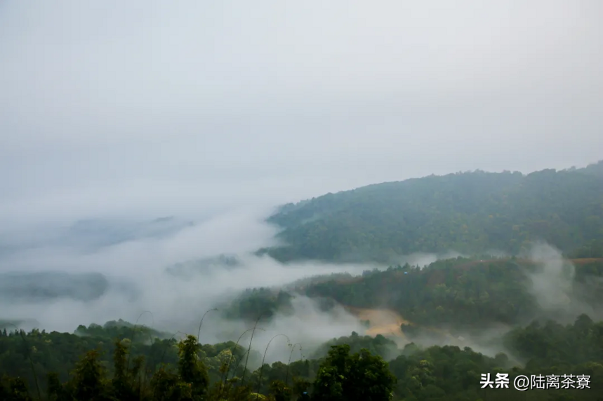 近代普洱茶产业复兴，居然是从一棵千年大茶树开始的？