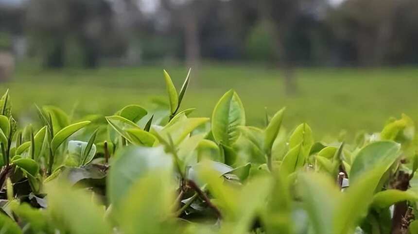 红茶 | 英德红茶 --- 广东红茶 中国红茶后起之秀