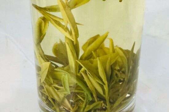 中国四大黄茶，黄茶的代表名茶是？